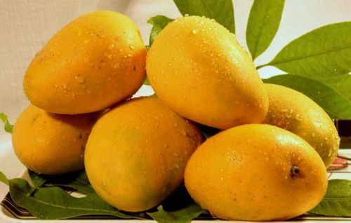 Mango, Hair Problems & Ayurveda